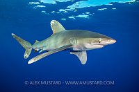 Oceanic Whitetip Shark In The Red Sea. Egypt