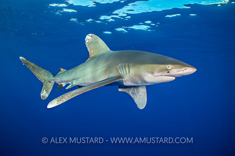 Oceanic Whitetip Shark In The Red Sea. Egypt