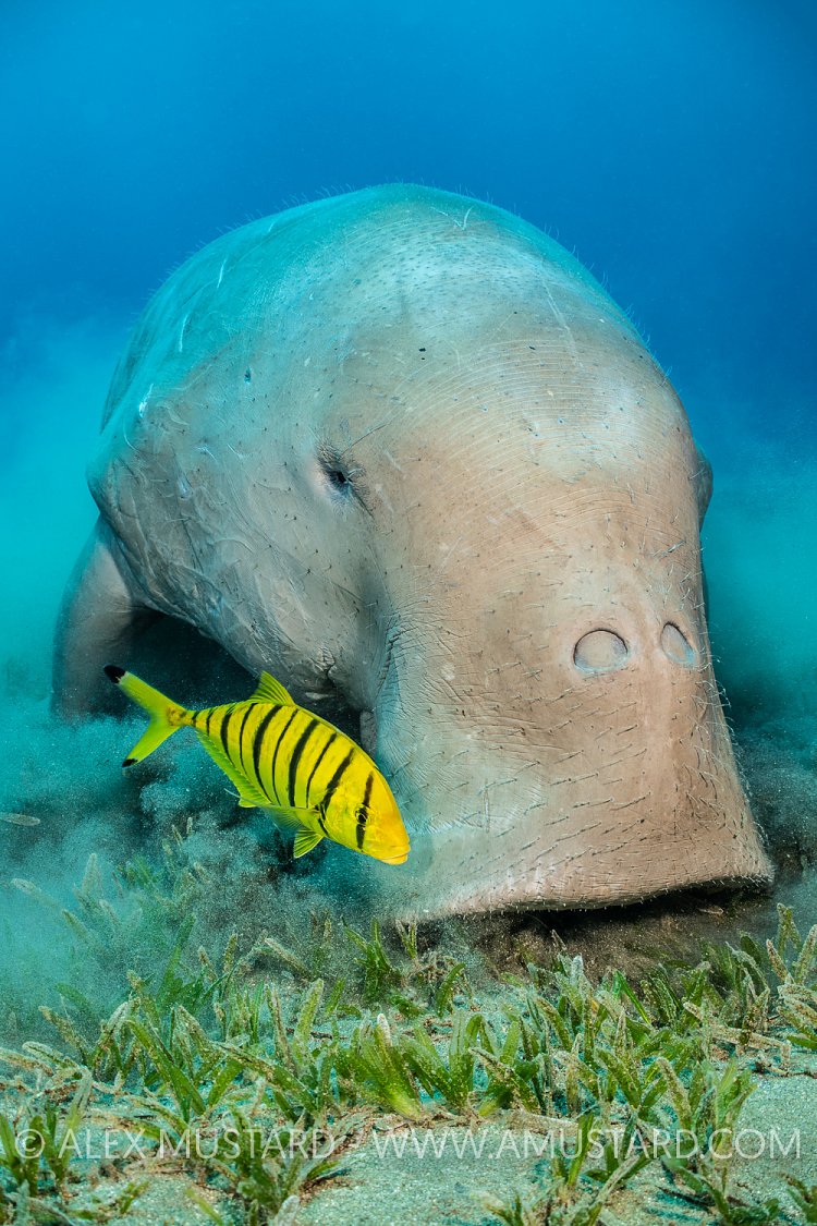 Dugong Feeds On Seagrass. Egypt