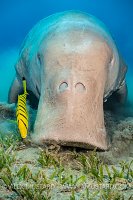 Dugong Feeds On Seagrass. Egypt