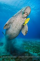 Dugong Over Seagrass. Egypt