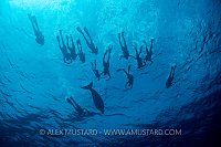 Dugong With Snorkellers. Egypt