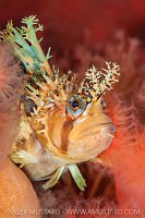 Warbonnet Portrait, Canada.