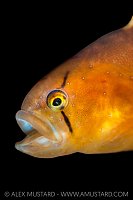 Penpoint Gunnel, Canada.