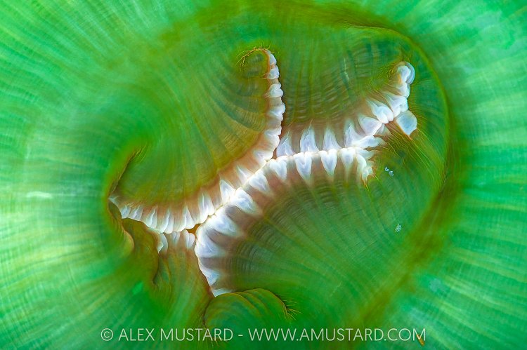 Green Anemone Mouth, Canada.