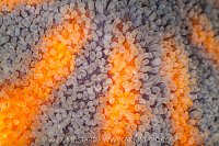 Sun Star Gills, Canada.