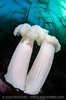 Plumose Anemones, Canada.