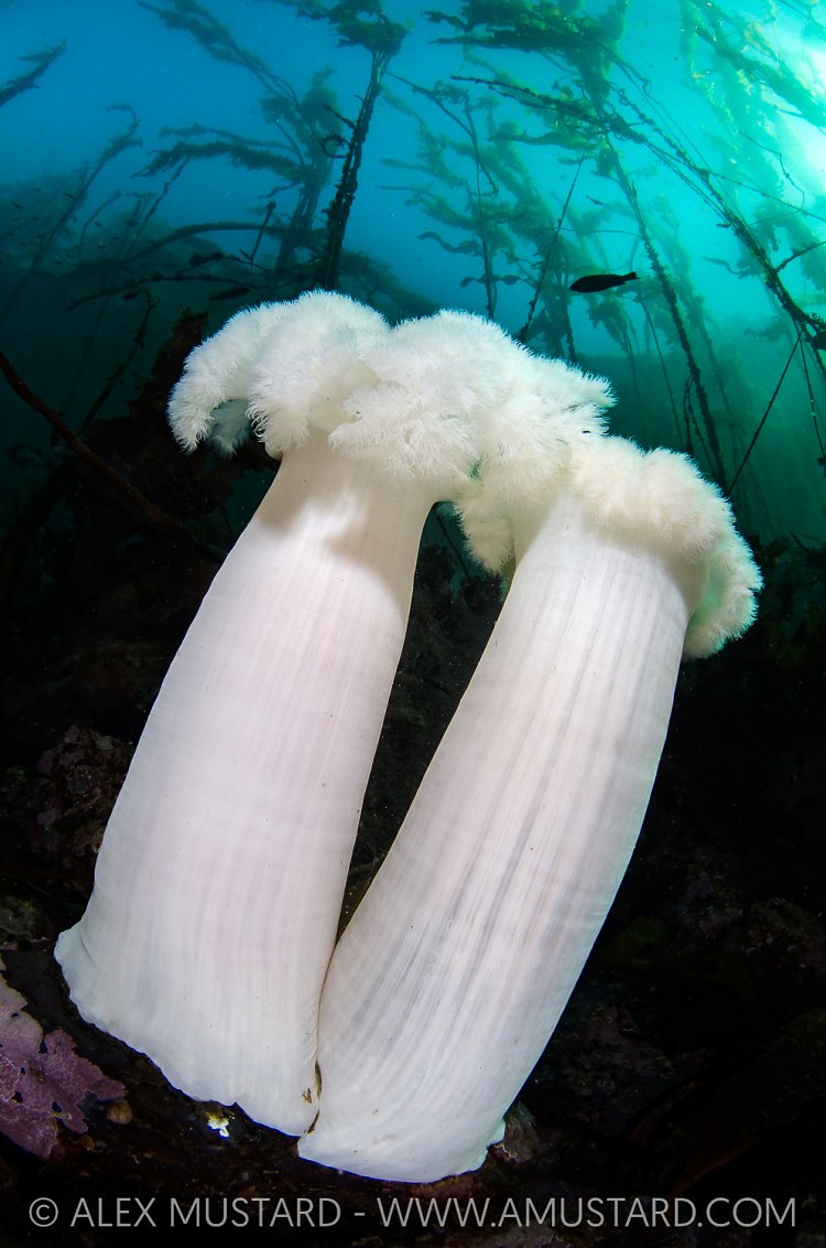 Plumose Anemones, Canada.