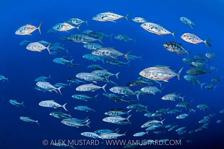 Trevally School, Egypt