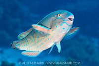 Parrotfish With Missing Tail, Egypt