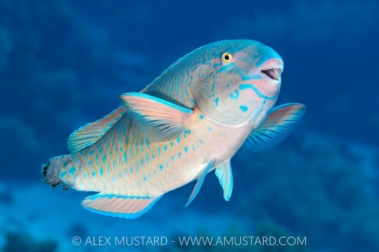Parrotfish With Missing Tail, Egypt