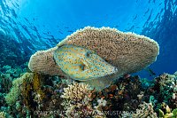 Filefish Beneath Table Coral, Egypt