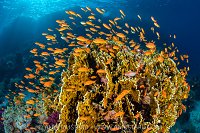 Anthias And Fire Coral, Egypt