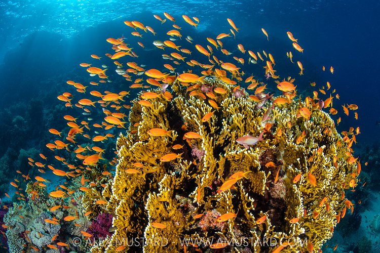 Anthias And Fire Coral, Egypt