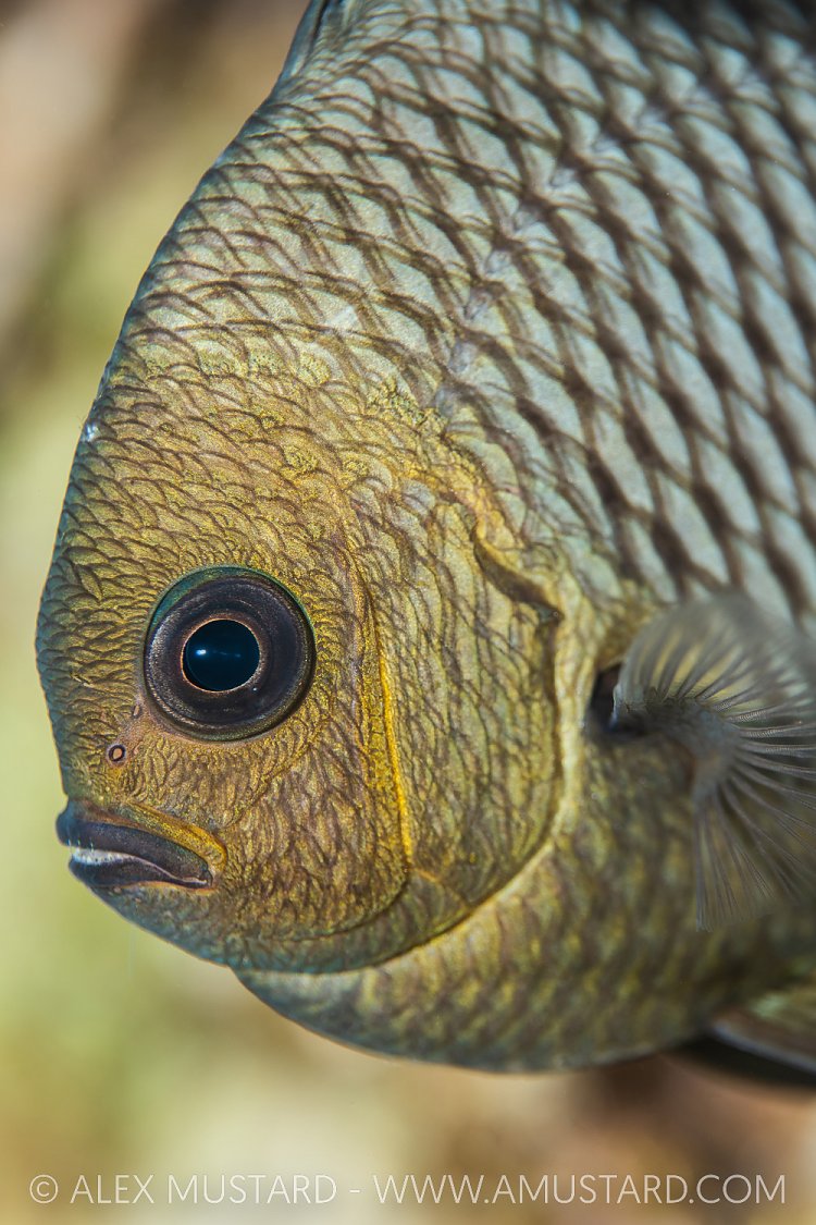 Domino Portrait, Egypt