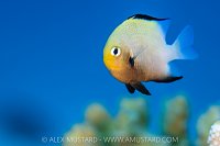 Red Sea Damsel, Egypt