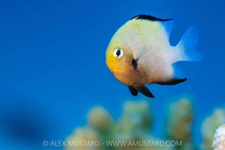 Red Sea Damsel, Egypt