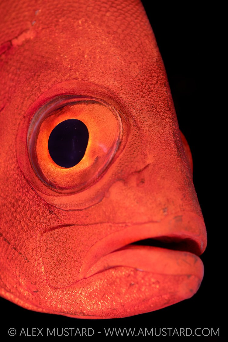 Bigeye Portrait, Egypt
