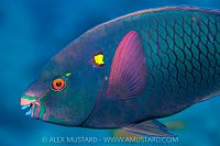Dusky Parrotfish, Egypt