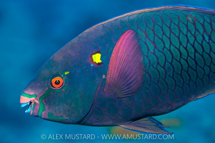 Dusky Parrotfish, Egypt