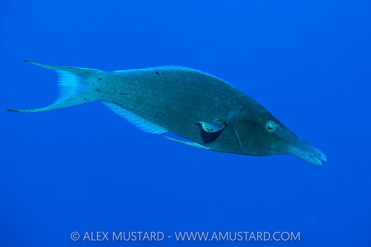Birdmouth Wrasse, Egypt
