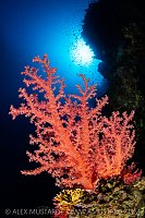 Soft Coral Bush, Egypt