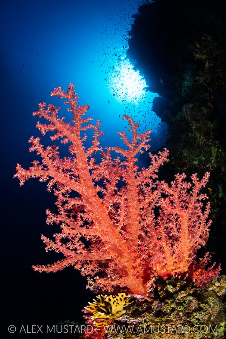 Soft Coral Bush, Egypt
