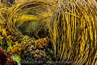Amongst Seaweeds, UK