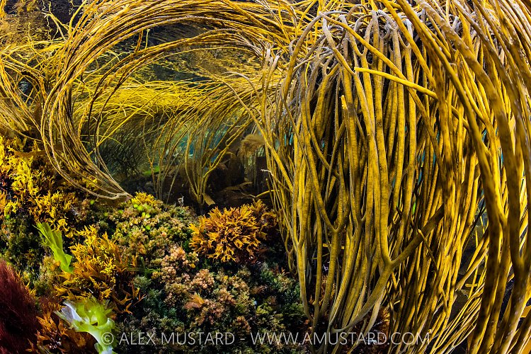 Amongst Seaweeds, UK