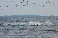 Minke Whale Feeding, UK