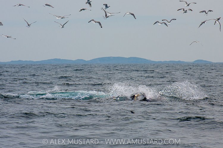 Minke Whale Feeding, UK