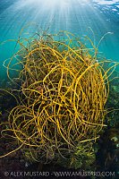 Seaweeds In The Shallows, UK