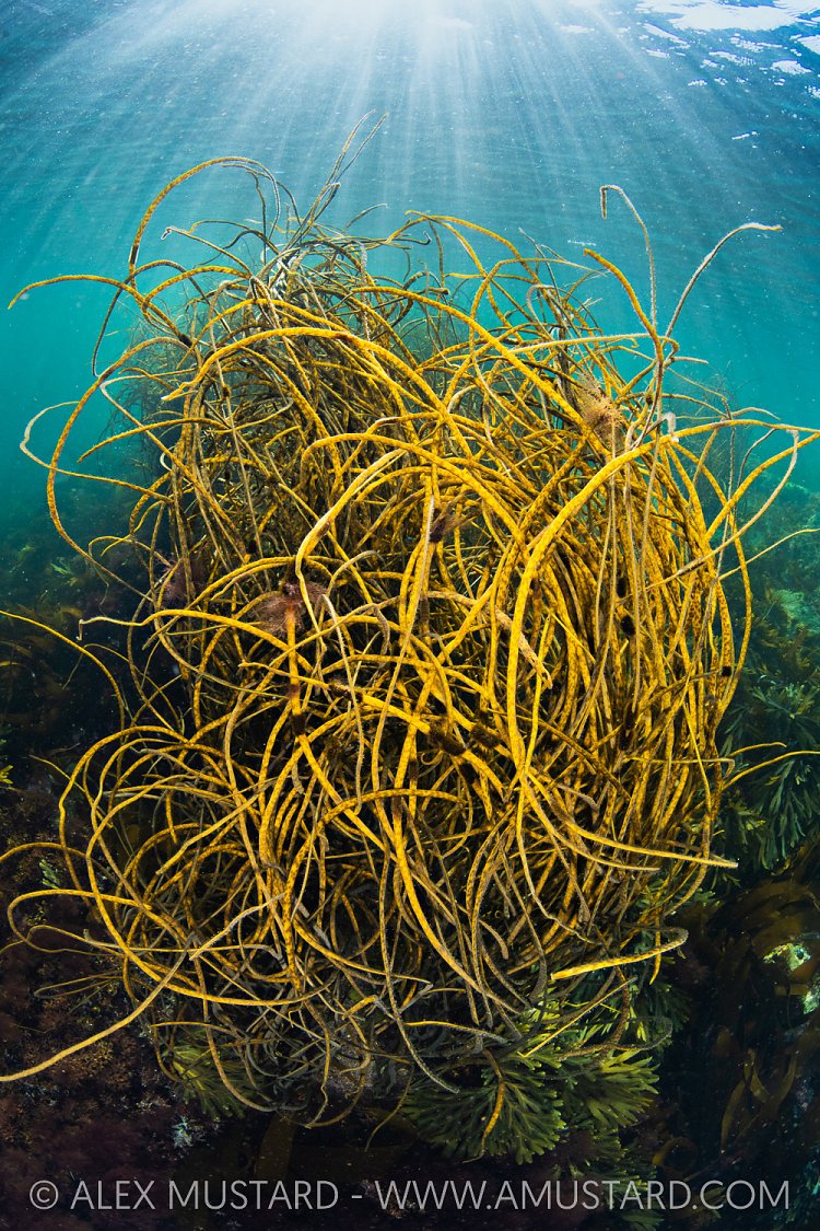 Seaweeds In The Shallows, UK