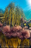 Seaweeds In The Shallows, UK