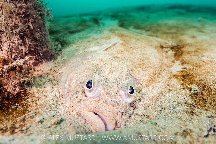 Flounder In Sand, UK