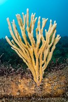 Branching Sponge, UK