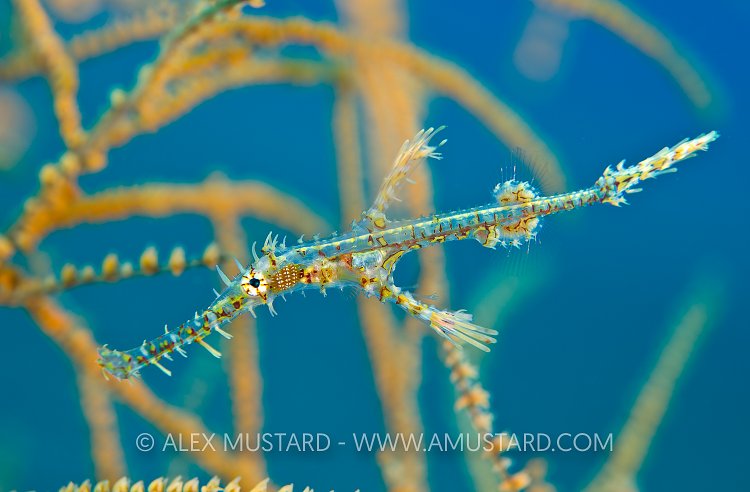 Young Ghost Pipefish. Indonesia.