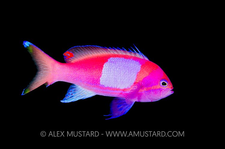 Squarespot. Indonesia