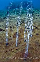 Volcanic Bubbles. Sumbawa, Indonesia.