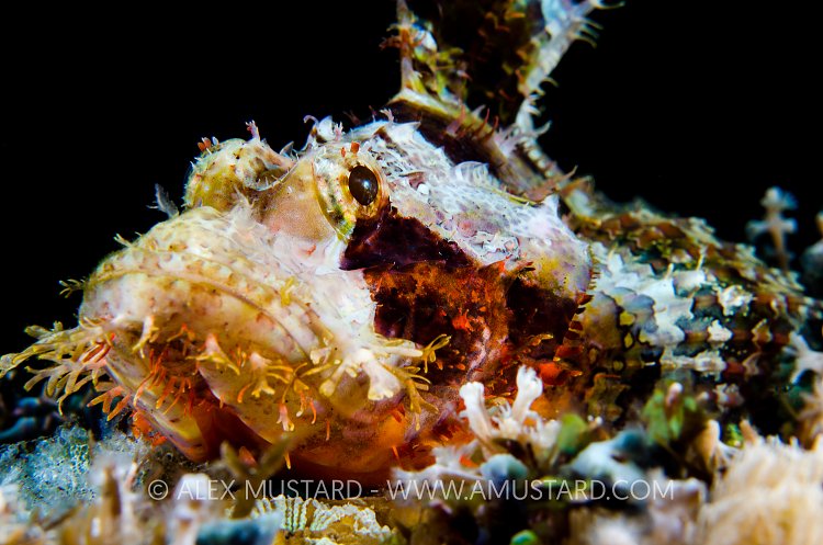 Scorpionfish Portrait. Indonesia