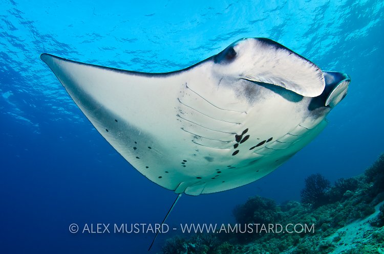 Manta Over Reef. Komodo, Indonesia