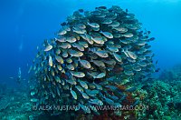 Schooling Surgeonfish. Komodo, Indonesia
