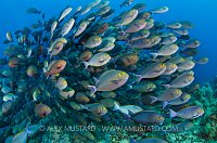 Surgeonfish School. Komodo, Indonesia.