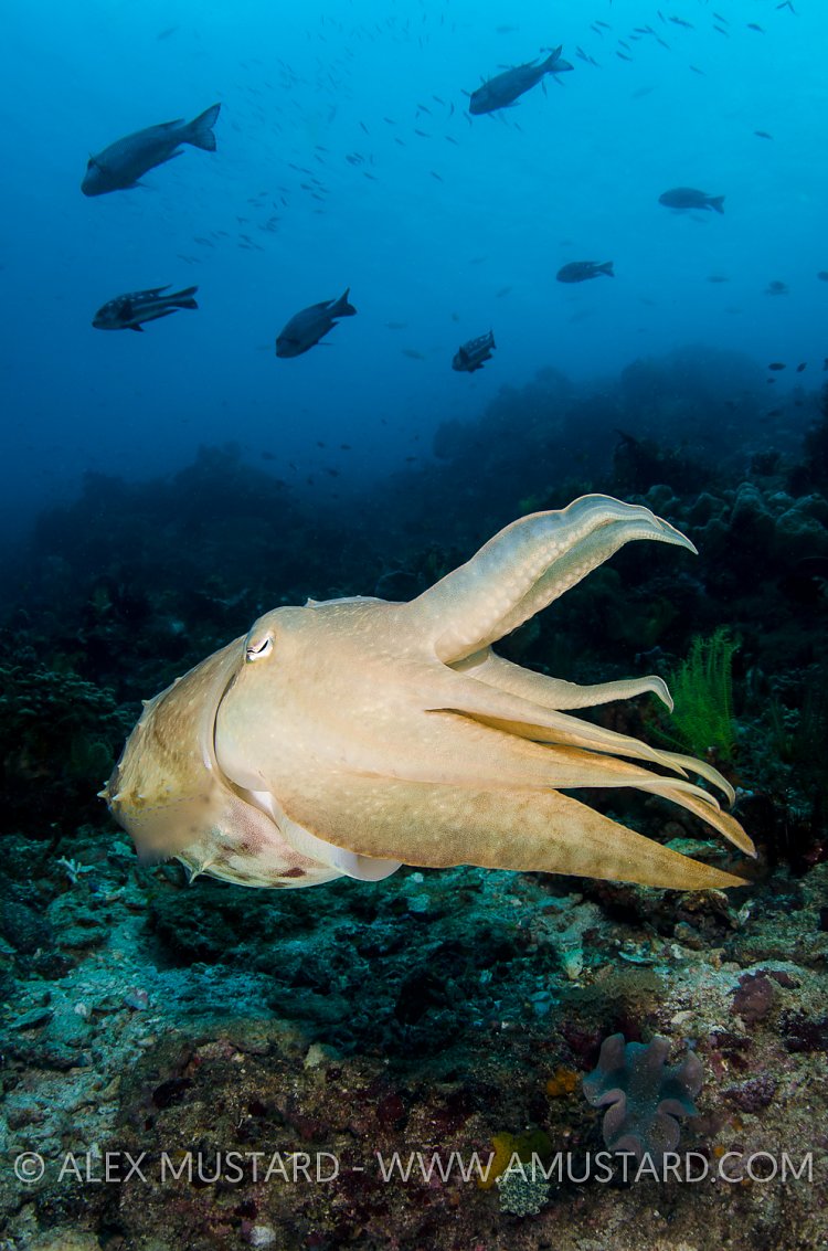 Cuttlefish On Reef. Komodo, Indonesia