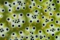 Tunicate With Amphipods. Indonesia