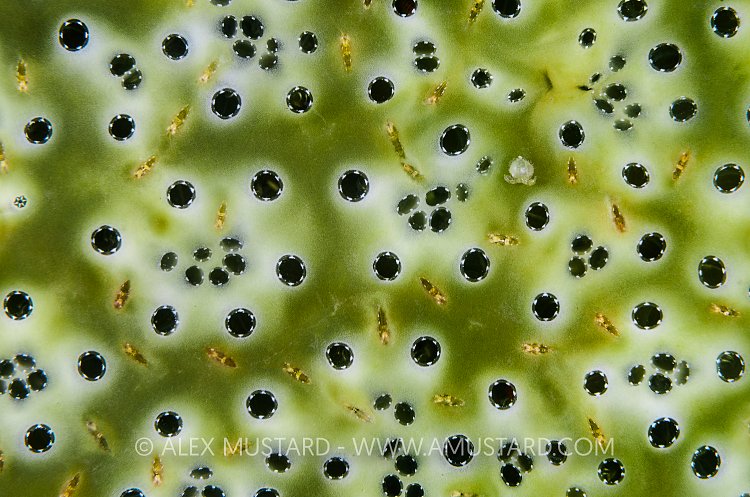 Tunicate With Amphipods. Indonesia