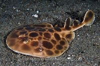 Electric Ray. Komodo, Indonesia