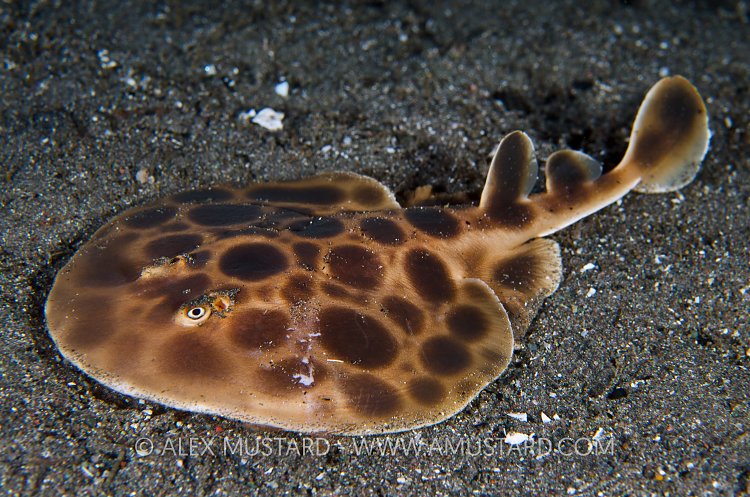 Electric Ray. Komodo, Indonesia