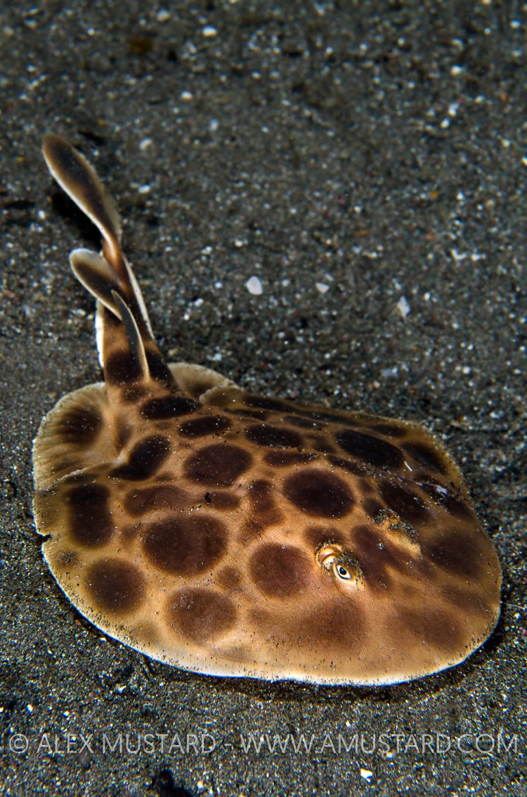 Electric Ray. Komodo, Indonesia