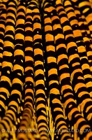 Crinoid Detail. Indonesia